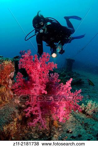 Diver behind a prickly alcyonarian on the famous Thistlegorm's wreck in the north of red Sea, Egypt. Dendronephthya sp. View Large Photo Image Stock Photo - Diver behind a prickly alcyonarian on the famous Thistlegorm's wreck in the north of red Sea, Egypt. Dendronephthya sp.. Fotosearch