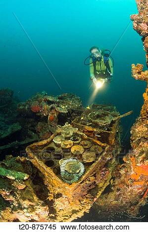Diver discover armed Munition from II World War at Japanese Warship Helmet Wreck, Micronesia, Palau View Large Photo Image Stock Photography - Diver discover armed Munition from II World War at Japanese Warship Helmet Wreck, Micronesia, Palau. Fotosearch
