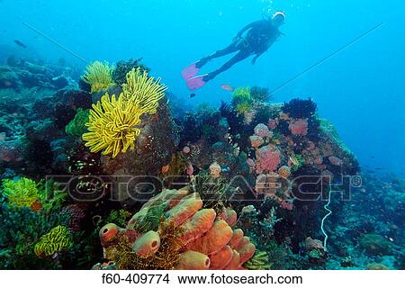 Diver enjoys the sight of colorful sponges, corals and feather stars at Coconut point. Apo island Marine Reserve, Philippines View Large Photo Image Picture - Diver enjoys the sight of colorful sponges, corals and feather stars at Coconut point. Apo island Marine Reserve, Philippines. Fotosearch