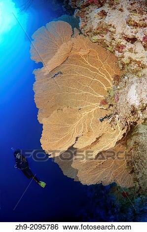 Diver looking at Venus fan, Venus sea fan, common sea fan, West Indian sea fan or purple gorgonian seafan (Gorgonia flabellum). Red sea, Egypt, Africa. View Large Photo Image Stock Photograph - Diver looking at Venus fan, Venus sea fan, common sea fan, West Indian sea fan or purple gorgonian seafan (Gorgonia flabellum). Red sea, Egypt, Africa.. Fotosearch