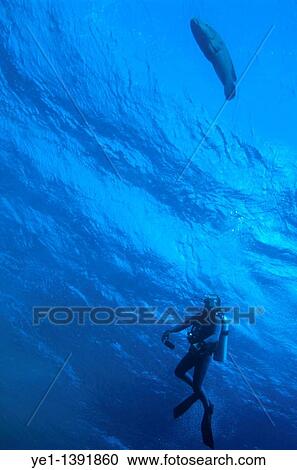 Diver observing a Napoleonfish swimming in the blue waters of the Red Sea, Egypt View Large Photo Image Stock Image - Diver observing a Napoleonfish swimming in the blue waters of the Red Sea, Egypt. Fotosearch