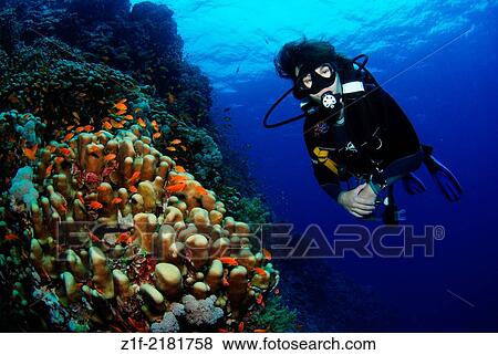 Diver on Rocky Islands, middle of red Sea, Egypt. Favia stelligera and Pseudanthias squamipinnis. View Large Photo Image Stock Photo - Diver on Rocky Islands, middle of red Sea, Egypt. Favia stelligera and Pseudanthias squamipinnis.. Fotosearch