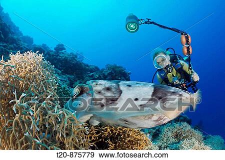 Diver watch Broadclub Cuttlefish laying Eggs, Sepia latimanus, Micronesia, Palau View Large Photo Image Stock Photo - Diver watch Broadclub Cuttlefish laying Eggs, Sepia latimanus, Micronesia, Palau. Fotosearch