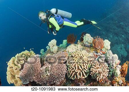 Diver watches Biodiversity on Coral Reef, Raja Ampat, West Papua, Indonesia View Large Photo Image Stock Image - Diver watches Biodiversity on Coral Reef, Raja Ampat, West Papua, Indonesia. Fotosearch