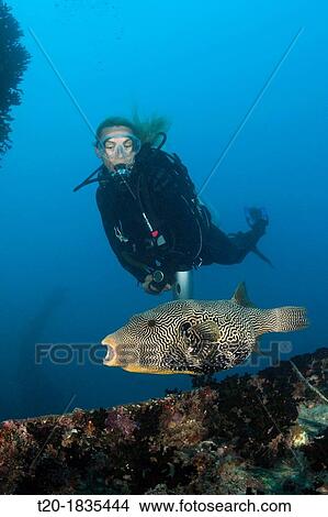 Diver watching Puffer at Maldive Victory Wreck, Arothron mappa, North Male Atoll, Maldives View Large Photo Image Picture - Diver watching Puffer at Maldive Victory Wreck, Arothron mappa, North Male Atoll, Maldives. Fotosearch