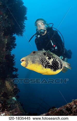Diver watching Puffer at Maldive Victory Wreck, Arothron mappa, North Male Atoll, Maldives View Large Photo Image Stock Photography - Diver watching Puffer at Maldive Victory Wreck, Arothron mappa, North Male Atoll, Maldives. Fotosearch