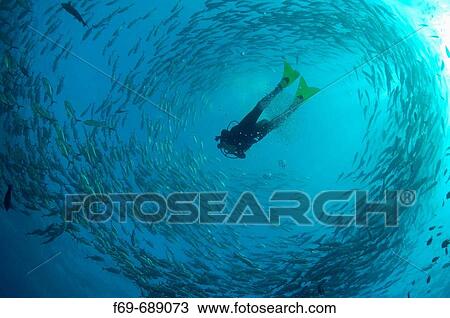 Diver with Bigeye trevally, (Caranx sexfasciatus), Tulamben in Bali. View Large Photo Image Stock Image - Diver with Bigeye trevally, (Caranx sexfasciatus), Tulamben in Bali.. Fotosearch