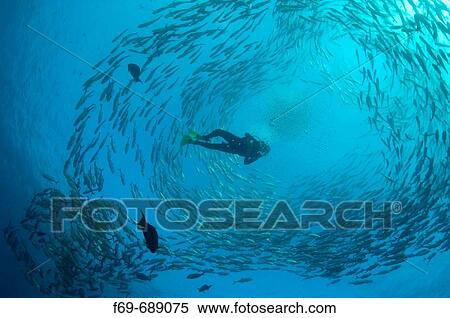 Diver with Bigeye trevally, (Caranx sexfasciatus), Tulamben in Bali. View Large Photo Image Stock Photography - Diver with Bigeye trevally, (Caranx sexfasciatus), Tulamben in Bali.. Fotosearch