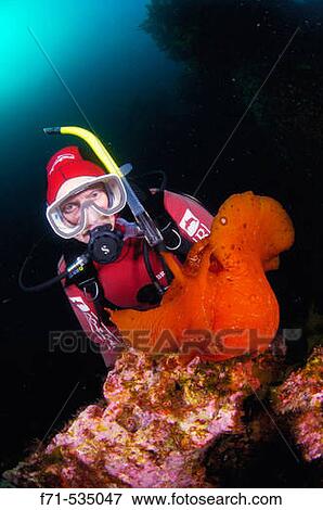 Diver with Giant seahare (Aplysia sagamiana). Red Baron caves. Poor Knights Islands, New Zealand. South Pacific Ocean. View Large Photo Image Stock Photo - Diver with Giant seahare (Aplysia sagamiana). Red Baron caves. Poor Knights Islands, New Zealand. South Pacific Ocean.. Fotosearch