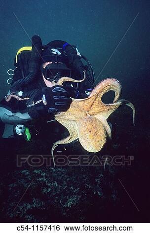 Diver with Rebreather Eastern Atlantic, Galicia, Spain View Large Photo Image Stock Photograph - Diver with Rebreather Eastern Atlantic, Galicia, Spain. Fotosearch
