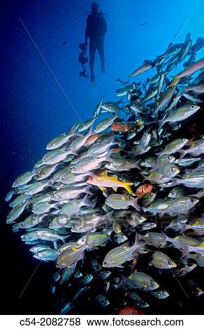 Diver with Striped large-eye bream (Gnathodentex aureolineatus). Mauritius Island. Republic of Mauritius. Southwestern Indian Ocean. Diving. View Large Photo Image Stock Photo - Diver with Striped large-eye bream (Gnathodentex aureolineatus). Mauritius Island. Republic of Mauritius. Southwestern Indian Ocean. Diving.. Fotosearch