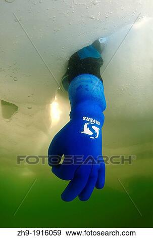 Diver's hand giving the Ok sign, subglacial diving, ice diving, in the frozen Black Sea, a rare phenomenon, last time it occured in 1977, Odessa, Ukraine, Eastern Europe View Large Photo Image Stock Photo - Diver's hand giving the Ok sign, subglacial diving, ice diving, in the frozen Black Sea, a rare phenomenon, last time it occured in 1977, Odessa, Ukraine, Eastern Europe. Fotosearch