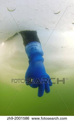 Diver's hand giving the Ok sign, subglacial diving, ice diving, in the frozen Black Sea, a rare phenomenon, last time it occured in 1977, Odessa, Ukraine, Eastern Europe. View Large Photo Image Stock Photograph - Diver's hand giving the Ok sign, subglacial diving, ice diving, in the frozen Black Sea, a rare phenomenon, last time it occured in 1977, Odessa, Ukraine, Eastern Europe.. Fotosearch