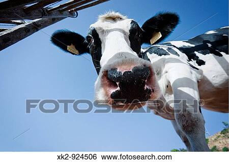 Divertida vaca vista des de abajo, contrapicado, Menorca, Illes Balears View Large Photo Image Stock Photograph - Divertida vaca vista des de abajo, contrapicado, Menorca, Illes Balears. Fotosearch