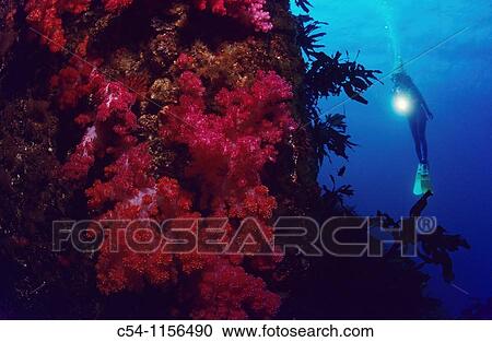 Stock Image - Diving in Jeju-do, South Korea. Fotosearch
