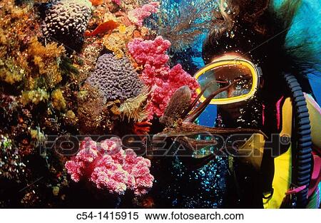 Diving in Jeju-do, South Korea View Large Photo Image Stock Photography - Diving in Jeju-do, South Korea. Fotosearch