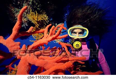Diving in Red Sea, Hurghada, Egypt View Large Photo Image Stock Image - Diving in Red Sea, Hurghada, Egypt. Fotosearch