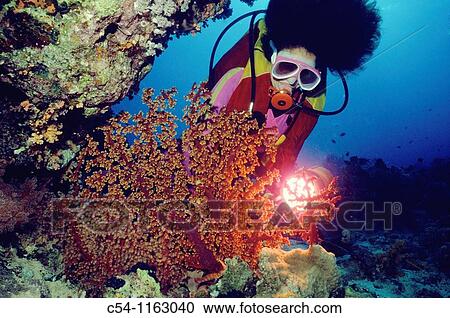 Diving in Red Sea, Hurghada, Egypt View Large Photo Image Stock Image - Diving in Red Sea, Hurghada, Egypt. Fotosearch
