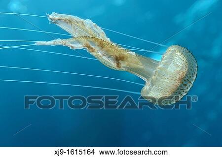 Diving View Large Photo Image Picture - Diving. Fotosearch