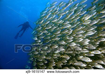 Diving View Large Photo Image Stock Photo - Diving. Fotosearch