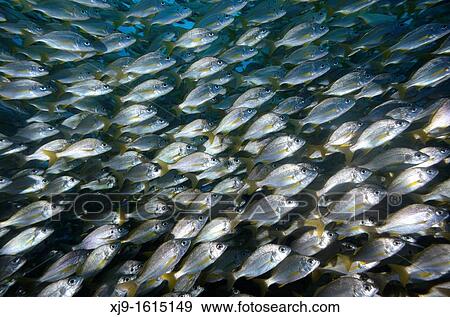 Stock Photo - Diving. Fotosearch