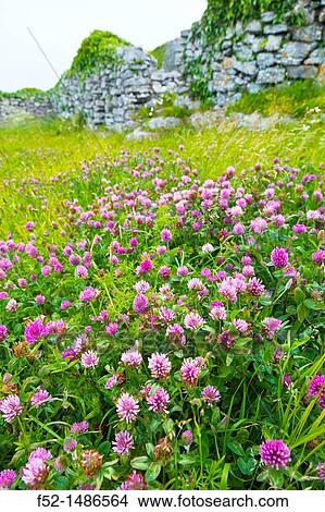 Dn Conchuir Fort Inishmaan Island - Inis Oirr Aran Islands, Galway County, West Ireland, Europe. View Large Photo Image Picture - Dn Conchuir Fort Inishmaan Island - Inis Oirr Aran Islands, Galway County, West Ireland, Europe.. Fotosearch