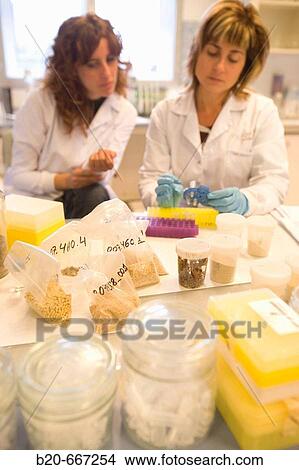 Picture - DNA extraction, Fodders for GMOs analysis, Biotechnology Laboratory, Neiker Tecnalia, Instituto de Investigaci? n y Desarrollo Agrario, Ganadero, Forestal y del Medio Natural, Arkaute, Alava, Euskadi. Spain.. Fotosearch