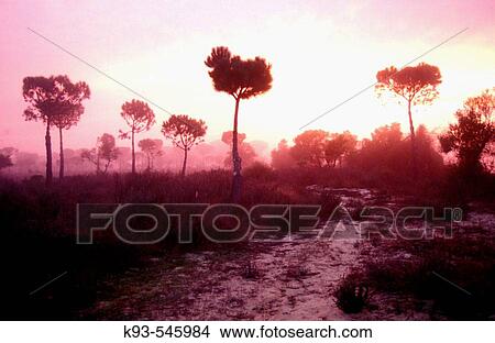 Picture - Doana National Park. Huelva province, Spain. Fotosearch