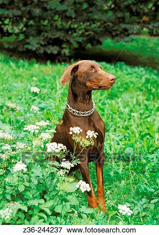 Stock Photo - Doberman. Fotosearch