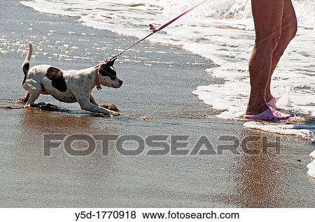 dog afraid of water on the beach forced by his owner to enter the water by pulling the leash View Large Photo Image Stock Photo - dog afraid of water on the beach forced by his owner to enter the water by pulling the leash. Fotosearch