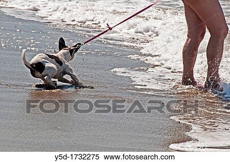dog afraid of water on the beach forced by his owner to enter the water by pulling the leash View Large Photo Image Stock Photography - dog afraid of water on the beach forced by his owner to enter the water by pulling the leash. Fotosearch