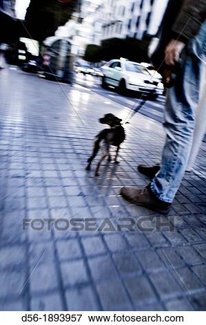 Dog and his master in the street, Valencia, Spain View Large Photo Image Stock Photo - Dog and his master in the street, Valencia, Spain. Fotosearch