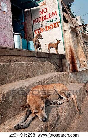 Dog and puppies at a tea shop on the ghats, Varanasi, Benares, Uttar Pradesh, India View Large Photo Image Stock Photo - Dog and puppies at a tea shop on the ghats, Varanasi, Benares, Uttar Pradesh, India. Fotosearch