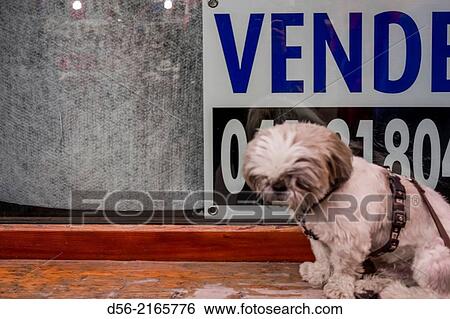 Stock Photograph - Dog and real state sign, Venice, Italy.. Fotosearch