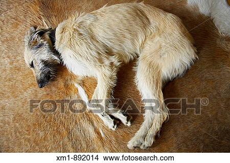 Picture - Dog asleep on cowhide rug. Fotosearch