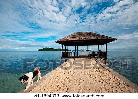 dog at pier and blue sky with scattered white clouds View Large Photo Image Stock Image - dog at pier and blue sky with scattered white clouds. Fotosearch