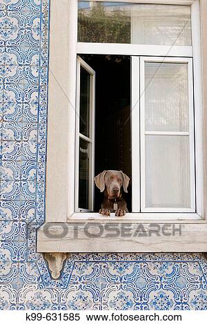 Dog at window, Lisbon. Portugal View Large Photo Image Stock Photography - Dog at window, Lisbon. Portugal. Fotosearch