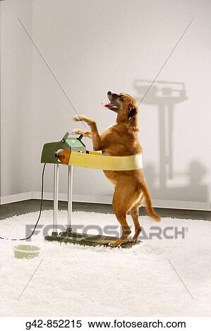 Dog attempting to lose weight. View Large Photo Image Stock Photography - Dog attempting to lose weight.. Fotosearch