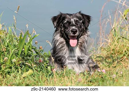 Dog Australian shepherd / Aussie adult (black merle) lying in a meadow. View Large Photo Image Stock Image - Dog Australian shepherd / Aussie adult (black merle) lying in a meadow.. Fotosearch