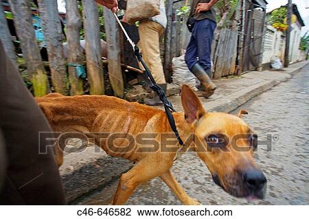 Dog, Baracoa. GuantBnamo province. Cuba. View Large Photo Image Stock Image - Dog, Baracoa. GuantBnamo province. Cuba.. Fotosearch