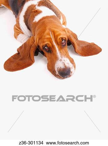 Dog basset laying on floor View Large Photo Image Picture - Dog basset laying on floor. Fotosearch