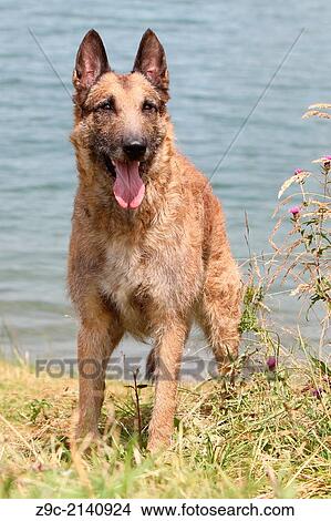 Dog Belgian shepherd Laekenois / adult standing at the edge of a lake. View Large Photo Image Picture - Dog Belgian shepherd Laekenois / adult standing at the edge of a lake.. Fotosearch
