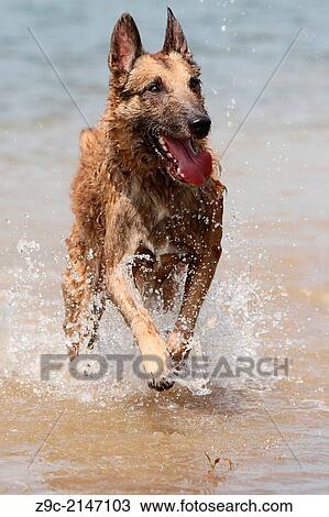Dog Belgian shepherd Laekenois / adult running in a lake. View Large Photo Image Stock Image - Dog Belgian shepherd Laekenois / adult running in a lake.. Fotosearch