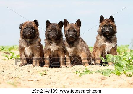 Dog Belgian shepherd Laekenois / four puppies sitting in a field. View Large Photo Image Stock Photo - Dog Belgian shepherd Laekenois / four puppies sitting in a field.. Fotosearch