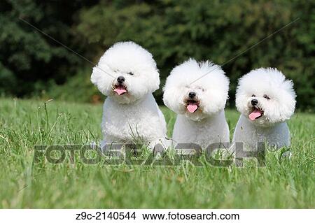 Dog Bichon Frise / Three adults sitting in a meadow. View Large Photo Image Picture - Dog Bichon Frise / Three adults sitting in a meadow.. Fotosearch