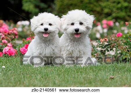 Stock Image - Dog Bichon Frise / two puppies sitting in a park.. Fotosearch