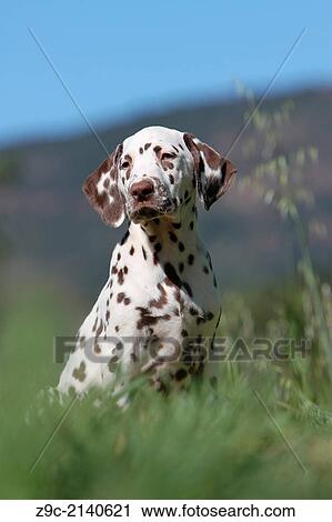 Dog Dalmatian / Dalmatiner / Dalmatien / puppy sitting in a meadow. View Large Photo Image Stock Image - Dog Dalmatian / Dalmatiner / Dalmatien / puppy sitting in a meadow.. Fotosearch