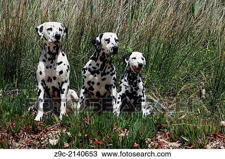 Stock Image - Dog Dalmatian / Dalmatiner / Dalmatien / two adults and puppy.. Fotosearch