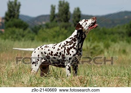 Stock Photo - Dog Dalmatian / Dalmatiner / Dalmatien / adult standing in a meadow.. Fotosearch