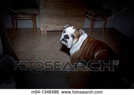 Stock Photograph - Dog facing camera. Fotosearch